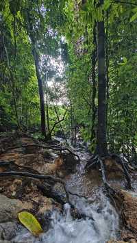 Jungle Trekking in Khao Sok – Guided or Solo? Here’s What You Need to Know 🥾🌴