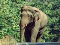 Into the Jungle: Discovering Khao Yai National Park, Thailand.