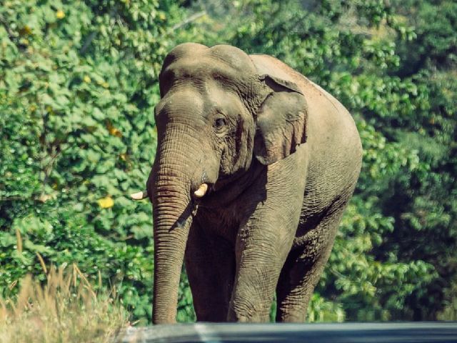 Into the Jungle: Discovering Khao Yai National Park, Thailand.