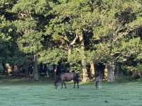 Into the Wild: A Day Trip from Southampton to the New Forest