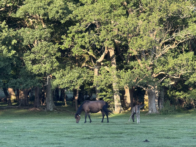 Into the Wild: A Day Trip from Southampton to the New Forest