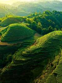 ⛰️ Mengding Mountain – The Ancient Cradle of Chinese Tea