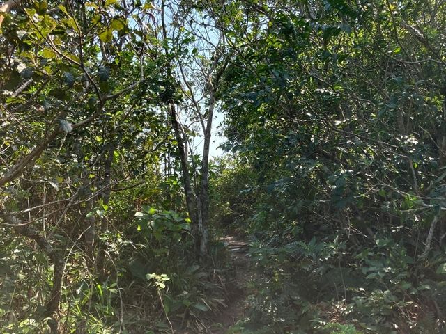 Boa Vista Trail: A Hidden Gem in Florianópolis