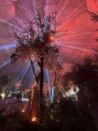 A magical introduction to a world of Christmas lights 🎄✨