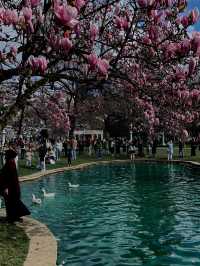 🌸 Magnolia Season at Ihlamur Kasrı: One of Istanbul’s 