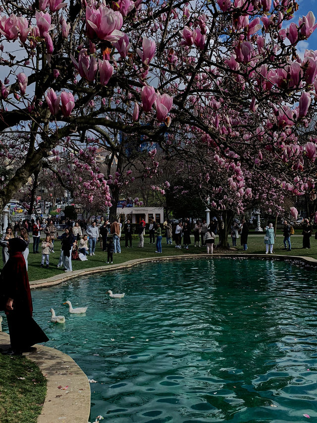 🌸 Magnolia Season at Ihlamur Kasrı: One of Istanbul’s 