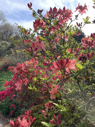 希利爾花園的杜鵑林