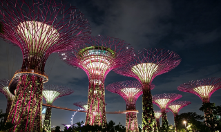It doesn’t feel quite real until you’re standing beneath the Supertrees. 🌿✨