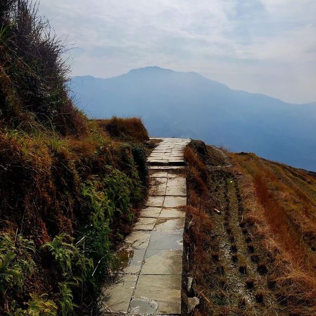 Longji Dragon’s Rice Terraces 🐉 