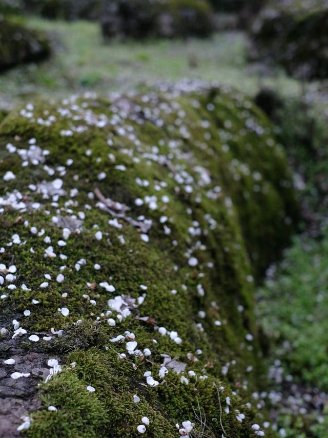 Another Nice Spring-Hike in Chengdu