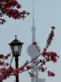 Shanghai in Bloom - Oriental Pearl Tower🌷🌸