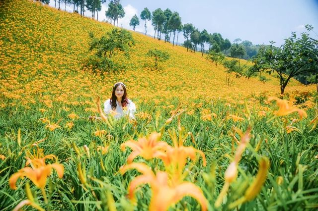 台灣赤科山金針花海🌼