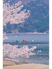 This year, my memories 📸 (photo album) of cherry blossoms 🌸 at Lake Biwa.