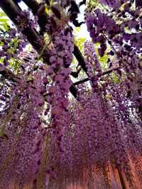 One of Japan's famous flower viewing spots | Ashikaga Flower Park