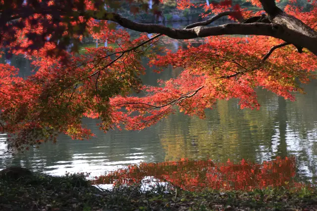 11月の杭州のグラデーション色を探しています