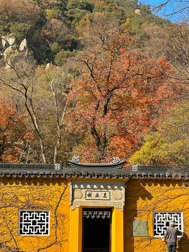 接下來的蘇州天花板｜只剩下這幾顆紅楓樹