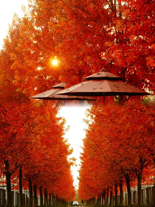 それは本当に美しいです、'ついに天平山公園を押し込む必要はありません！ヤンチョン湖の紅葉の美しい景色に酔っています