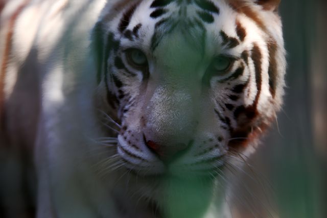 南京紅山森林動物園，秋色怡人