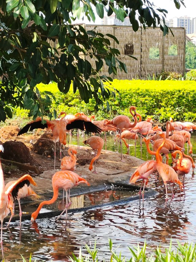 紅樹灣濕地公園｜海口火烈鳥天堂