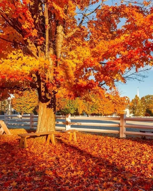 秋日裡的佛蒙特州農場生活！