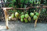 椰子樹與稻田的世外桃源丨小眾海島上的農耕勞作