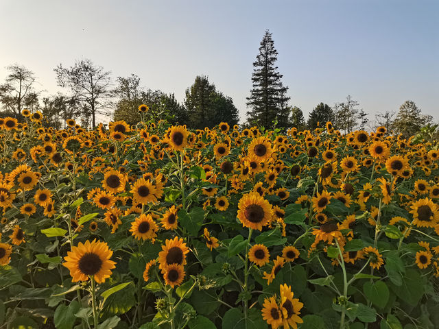 請收下這篇：辰山植物園遊園指南