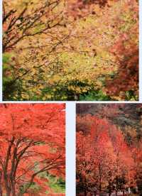 成都周邊遊！深秋看滿山紅葉