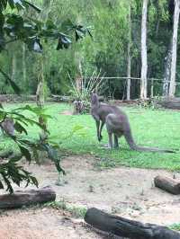 新加坡-新加坡動物園