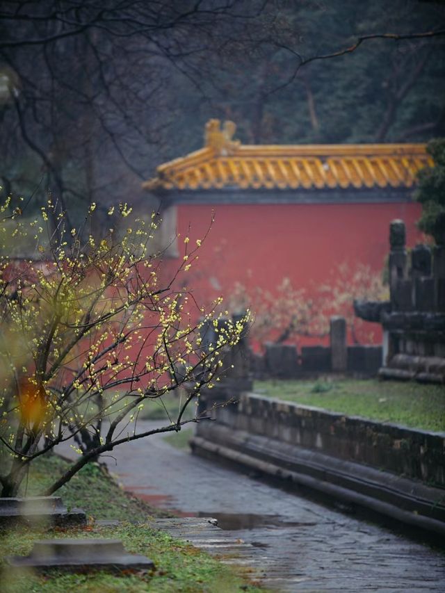 南京 |一花香十里，紅牆蠟梅永遠的絕配