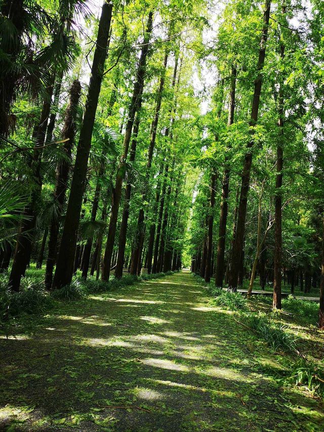 上海崇明島—東平森林公園