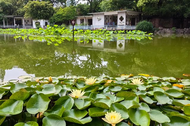 上海唯一保留的法式古典園林|復興公園（247）