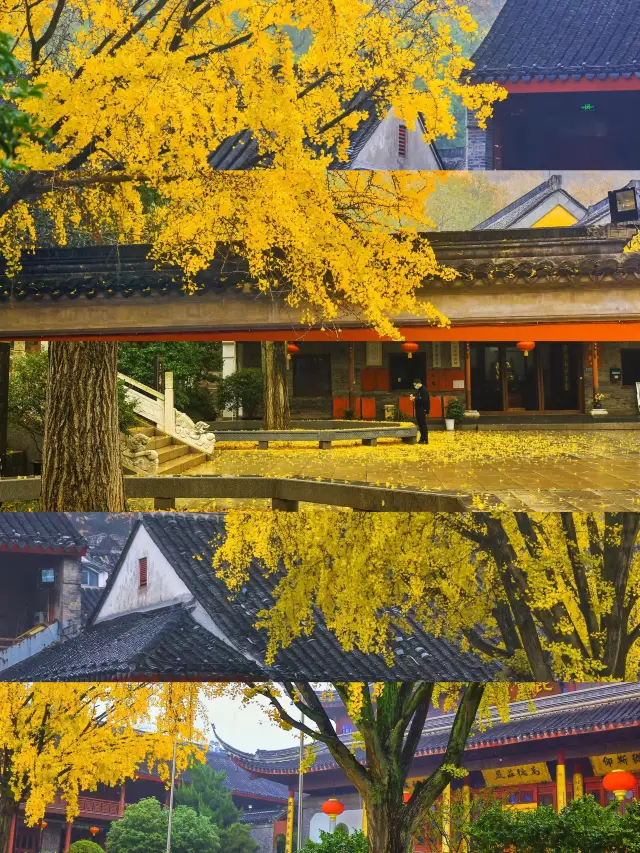 秋色浪漫，去南京栖霞山賞最美楓葉吧！