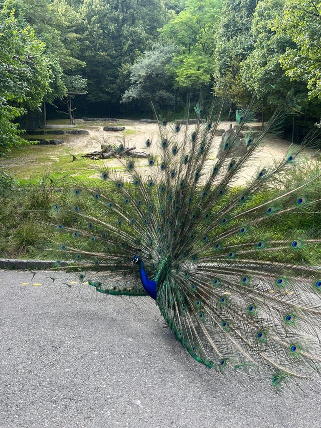 蘇黎世動物園是世界上最好的動物園