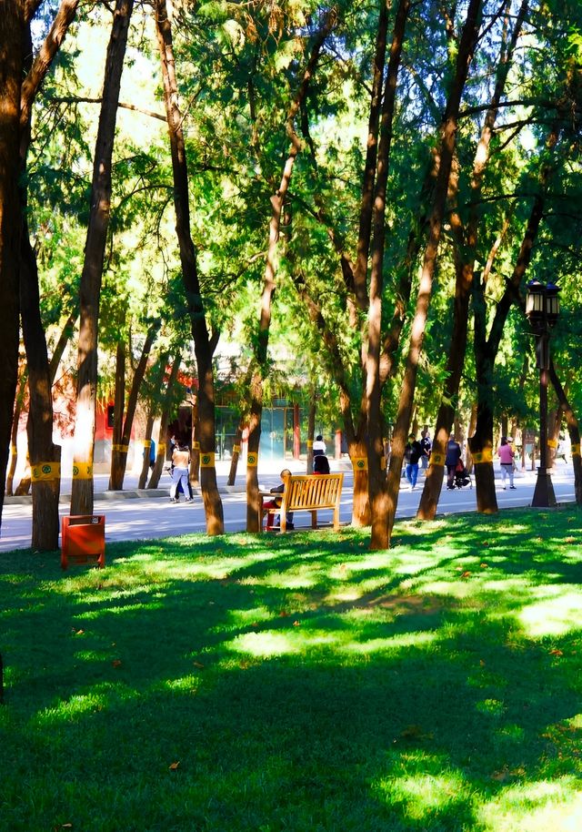 北京賞花地推薦|地壇公園的玉蘭花好美!
