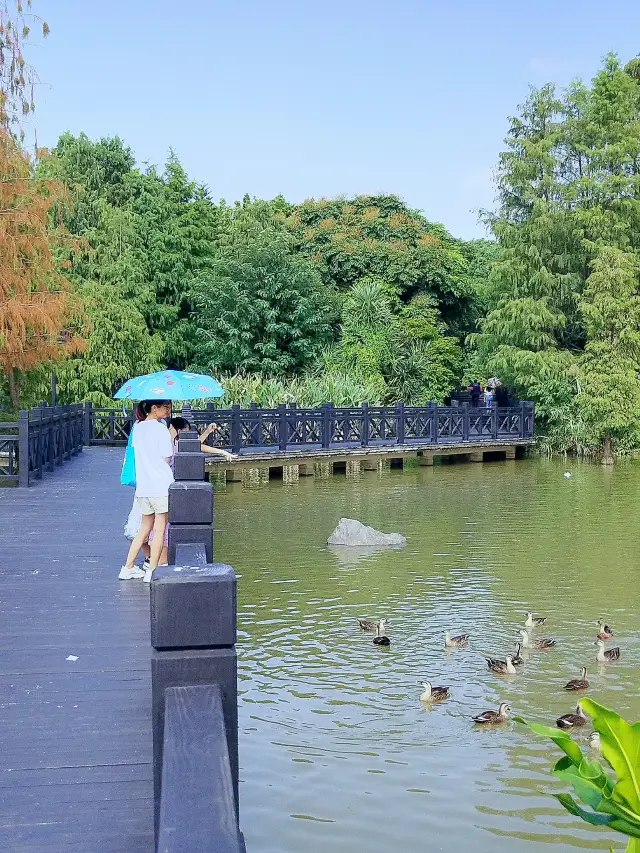 Haizhu Lake in Guangzhou: A great place for leisurely walks and scenic check-ins!