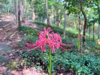 向塔而行,上海的山,上海的斜塔!