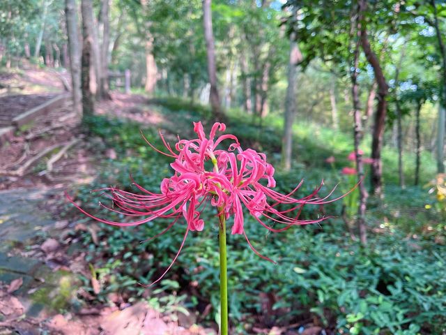 向塔而行,上海的山,上海的斜塔! 向塔而行,上海的山,上海的斜塔!