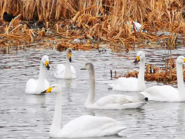 Run to Weihai to see swans