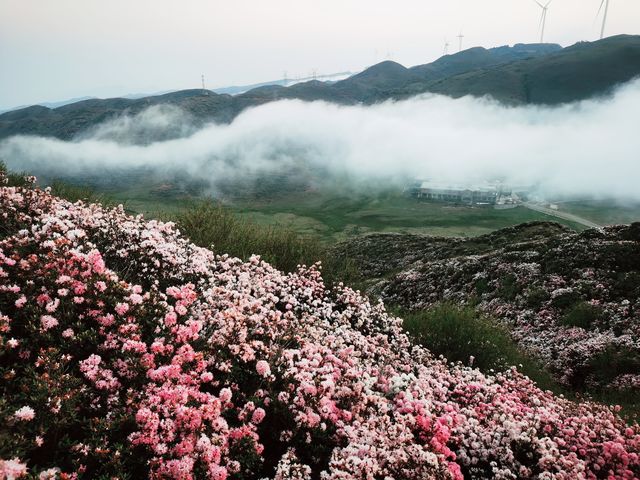 烏蒙大草原