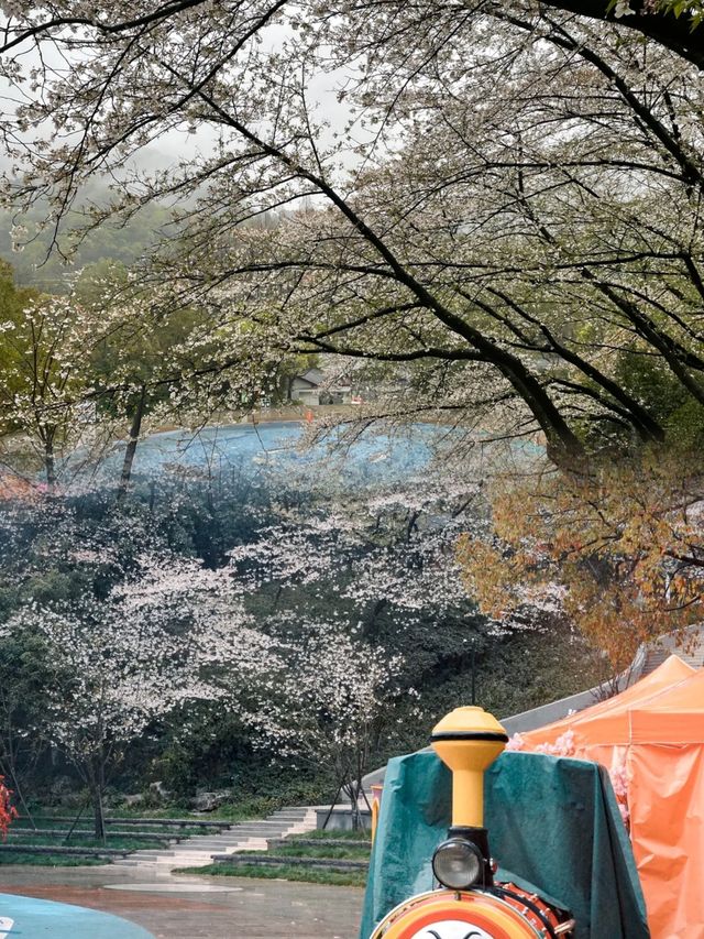 在杭州想和你淋一場櫻花雨！！