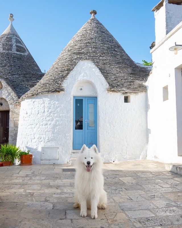 🐻‍❄️ Knock knock! Someone's home in Puglia, Italy - and it's amazing! 🌊🌸🏖️
