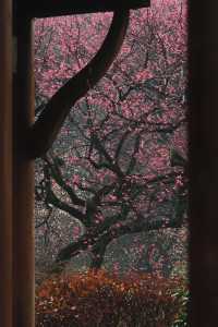植物園賞梅｜我拍到了杭州梅花的天花板