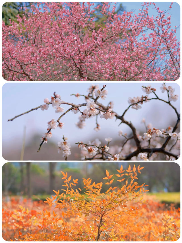 蘇州春日踏青，抓住梅花的尾巴