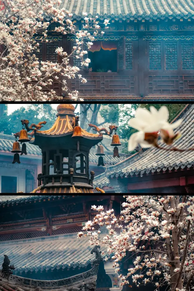 The magnolias in Wuhan are in bloom, and the sense of destiny is overwhelming