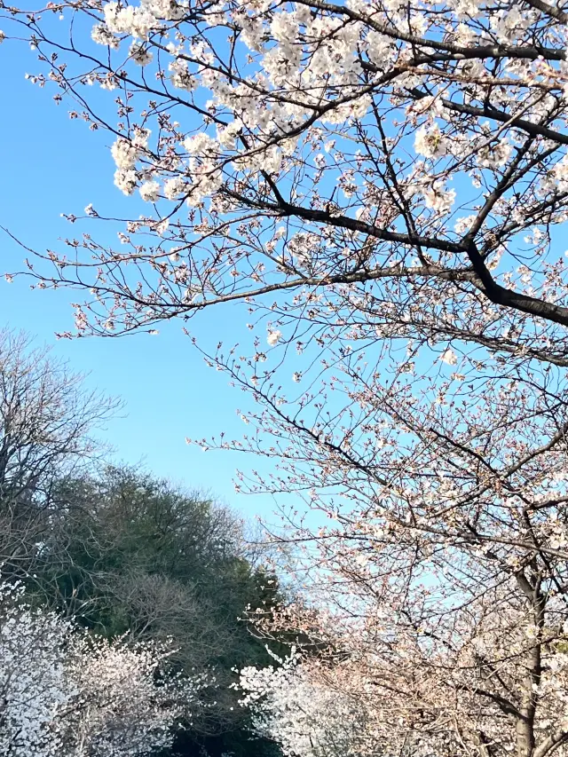 別錯過！玄武湖的櫻花季節即將來臨