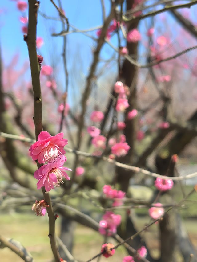 周末郊遊-花開海上生態園