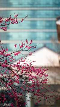 滿城花開的春天｜城中公園的紅梅｜春意盎然