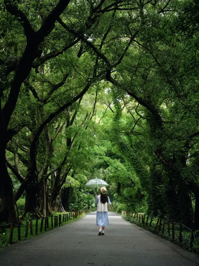 It's not Xishuangbanna! It's Guangzhou! The botanical garden on a rainy day is absolutely stunning