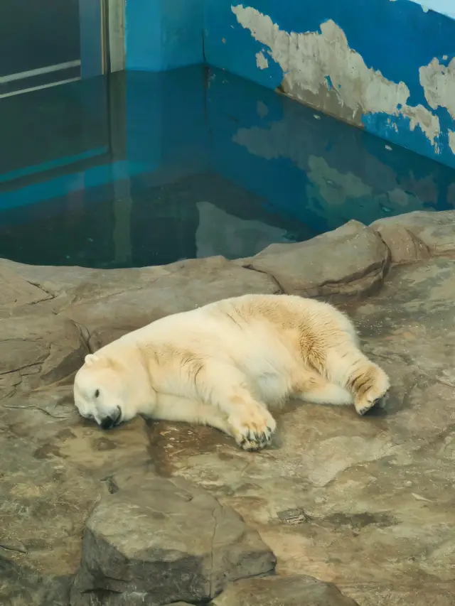 春天來了,該帶娃見世面了,看電視永遠不如親眼見