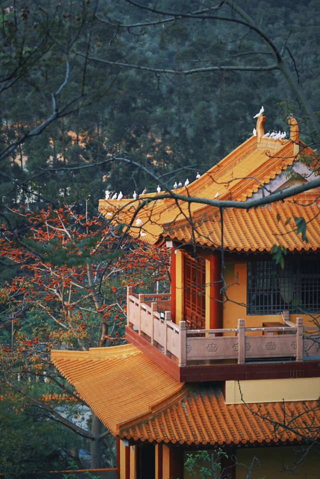 春和景明不僅是禪意遇見寧靜角落 廈門石室禪院